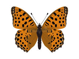 Attēlu rezultāti vaicājumam “Issoria lathonia”