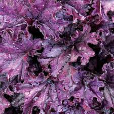 Image result for Heuchera `Swirling Fantasy`