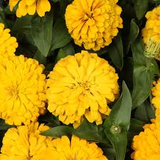 Image result for Zinnia elegans