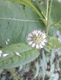 Image result for Dipsacus pilosus