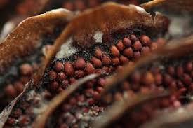 Attēlu rezultāti vaicājumam “Pucciniastrum areolatum”