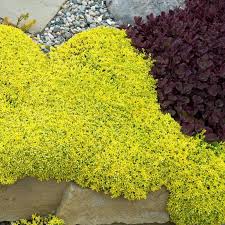 Image result for Sedum acre