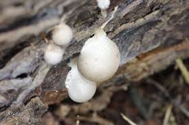 Attēlu rezultāti vaicājumam “Lycogala flavofuscum”