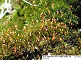 Attēlu rezultāti vaicājumam “Hymenostylium recurvirostrum”