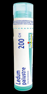 Attēlu rezultāti vaicājumam “Ledum palustre fruit”