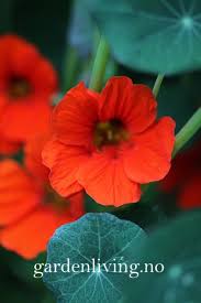 Image result for Ildblomkarse