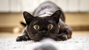 Afbeeldingsresultaat voor katten