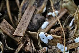 Attēlu rezultāti vaicājumam “Didymium difforme”