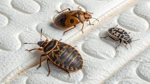 Image result for bed bugs