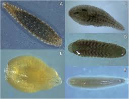 Attēlu rezultāti vaicājumam “Hirudinea”