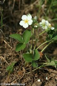 Attēlu rezultāti vaicājumam “Fragaria viridis flower”