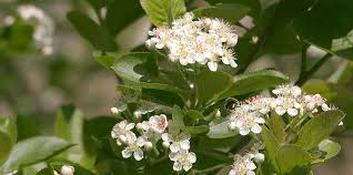 Attēlu rezultāti vaicājumam “Aronia melanocarpa flower”