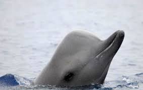 Image result for Hyperoodon ampullatus