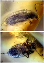 Attēlu rezultāti vaicājumam “Dasytidae”