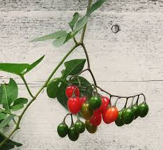 Attēlu rezultāti vaicājumam “Solanum dulcamara fruit”