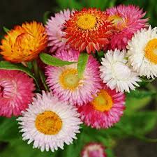 Image result for Helichrysum bracteatum