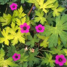 Image result for Geranium `Sandrine`