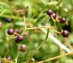 Attēlu rezultāti vaicājumam “Galium palustre”