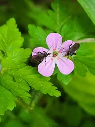 Attēlu rezultāti vaicājumam “Xanthogramma sp. male”