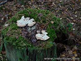 Attēlu rezultāti vaicājumam “Postia guttulata”