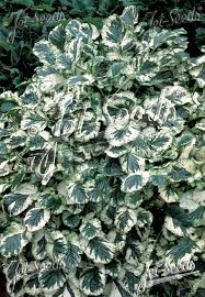 Attēlu rezultāti vaicājumam “Barbarea vulgaris subsp. arcuata”