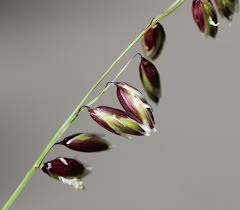 Attēlu rezultāti vaicājumam “Melica nutans flower”