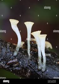 Attēlu rezultāti vaicājumam “Hymenoscyphus sp.”