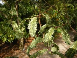 Attēlu rezultāti vaicājumam “Ulmus glabra leaf”