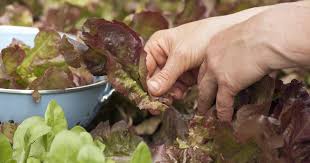 Image result for Pflücksalat