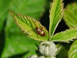 Attēlu rezultāti vaicājumam “Closterotomus biclavatus”