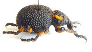 Image result for Brachycerus undatus