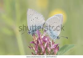 Attēlu rezultāti vaicājumam “Polyommatinae”