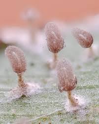 Attēlu rezultāti vaicājumam “Diachea leucopodia”