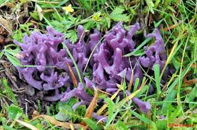 Attēlu rezultāti vaicājumam “Clavaria zollingeri”