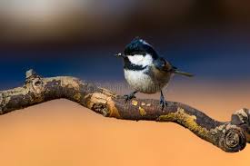 Attēlu rezultāti vaicājumam “Periparus ater”