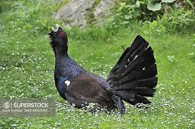 Attēlu rezultāti vaicājumam “Tetrao urogallus male”