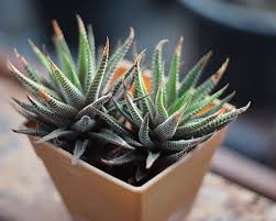 Image result for Haworthia