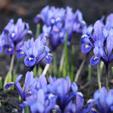 Attēlu rezultāti vaicājumam “Iris reticulata”