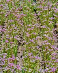 Attēlu rezultāti vaicājumam “Sedum pallidum flower”