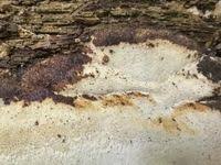 Attēlu rezultāti vaicājumam “Perenniporia medulla-panis”