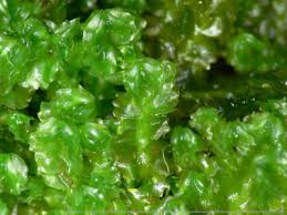 Attēlu rezultāti vaicājumam “Barbilophozia lycopodioides”