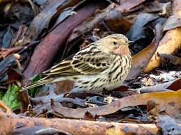 Image result for Anthus cervinus