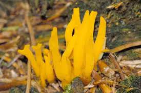 Attēlu rezultāti vaicājumam “Calocera glossoides”