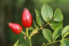 Image result for Rosa canina