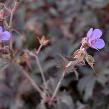 Image result for Geranium pratense