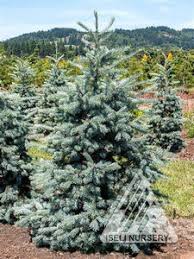 Attēlu rezultāti vaicājumam “Pseudotsuga menziesii var. glauca”