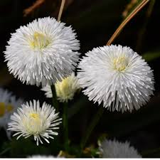 Image result for Bellis perennis