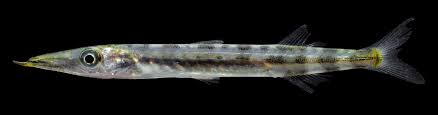 Image result for Sphyraena barracuda