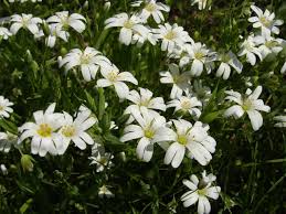 Attēlu rezultāti vaicājumam “Stellaria holostea flower”