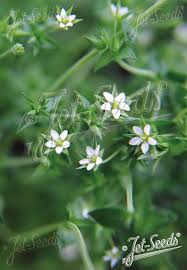 Attēlu rezultāti vaicājumam “Arenaria serpyllifolia flower”